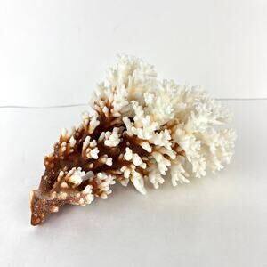 Genuine Natural White Sea Coral Reef